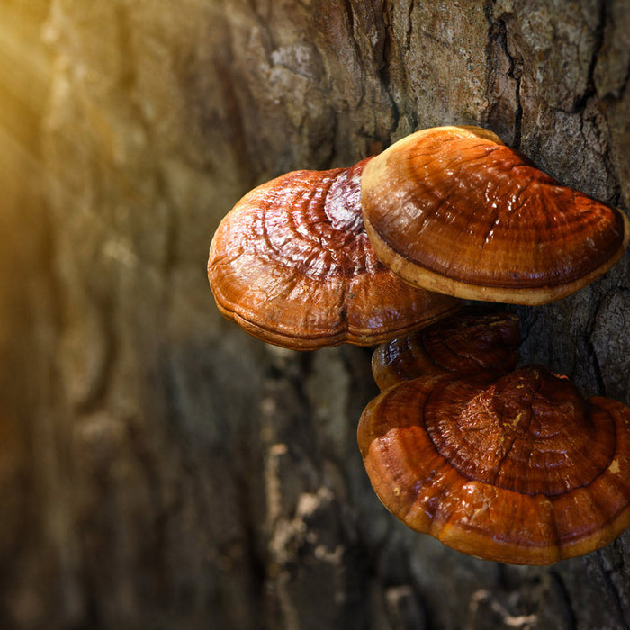 FUNGOTHERAPY: LA MICOTERAPIA CI AIUTA A RESISTERE