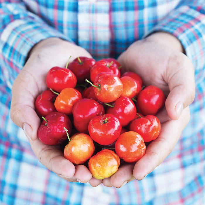 Un pieno di Vitamina C per tutto l’inverno con l’acerola